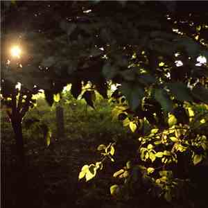 Various - Midsommar
