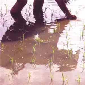 Various - Rice Planting Songs