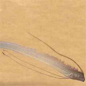 Marble Sheep - Message From Oarfish