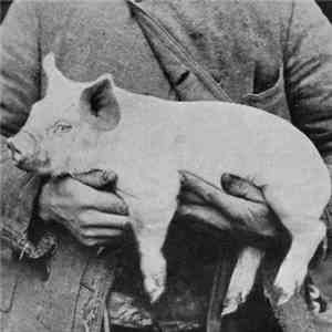 Issue  - Pig Mixtape