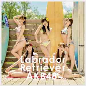 AKB48 - Labrador Retriever
