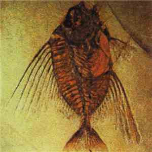 Abstract Rude And Tribe Unique - Underground Fossils