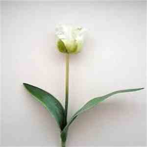 Nobuto Suda - Of White Flowers Tinged With Green