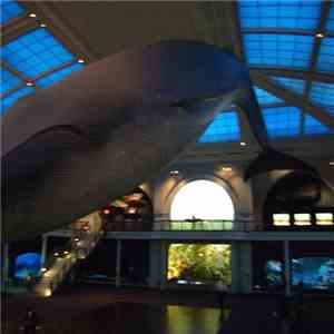 The Hairy Giant - Ceiling Whales