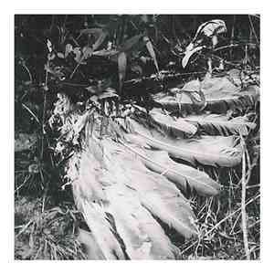 Motion Sickness Of Time Travel - Feathers And Furs