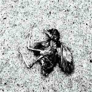 Thee Dull Sound Of Sharp Math When You Are Alive, Hallways Of Always  - Spl ...