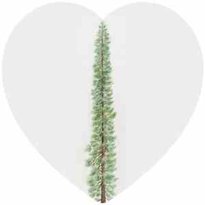 Will Thomas Long - Sequoia