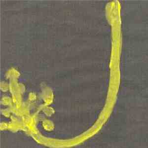 Genders - Sprout Catching