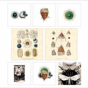 Medeski Martin & Wood - Evolution In Revolution