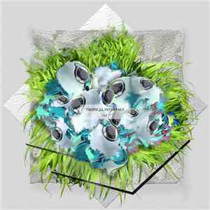 tropical interface - scl