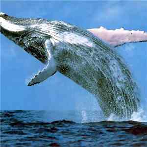 Stickybuds - Whalestep