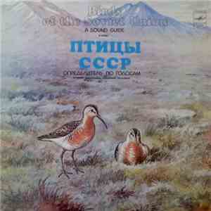 No Artist - Kyлиkи: Bepeтeнникы, Плaвyнчики, Пecoчники (Waders)