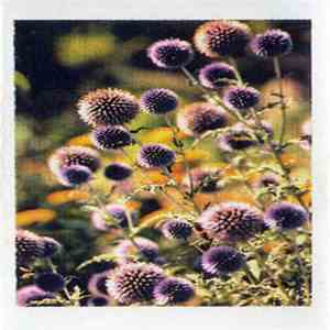Annabelle's Garden - Die Andere Front