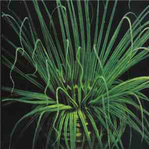 Piotr Kurek - Missing Paths​/​Golden Dawn​/​Sweat