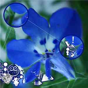 Phyllomedusa - The Blue Meanie
