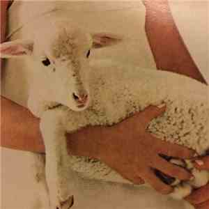 Omar Rodriguez-Lopez - Killing Tingled Lifting Retreats