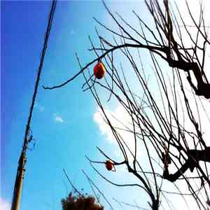 Homera - Temptation