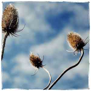 Ars Sonor & Meklabor - Reeds Remixed