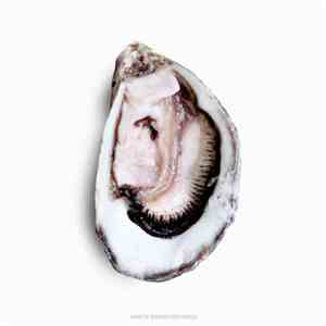 Pearl  - Open