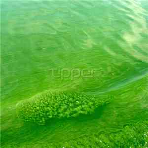 Tipper - Algae Bloom In Seven
