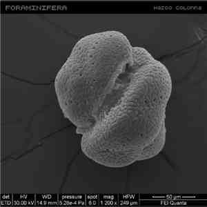 Marco Colonna - Foraminifera