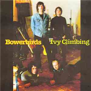Bowerbirds  - Ivy Climbing
